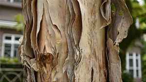 Gelam/Paper Bark Tree
