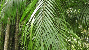 Nibong Palm
