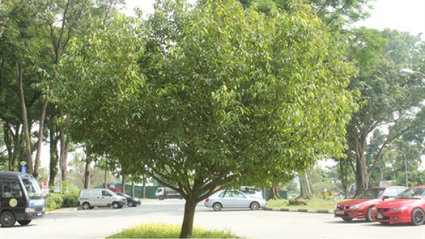 Sembawang Tree